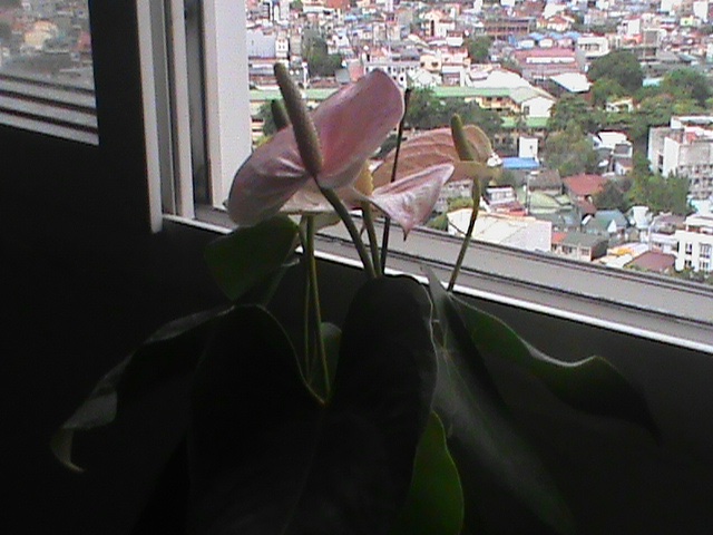 ✧ SONY HANDYCAM PJ6 – WITH PROJECTOR (OG BOX) ✧˖° ♡ - Image 9