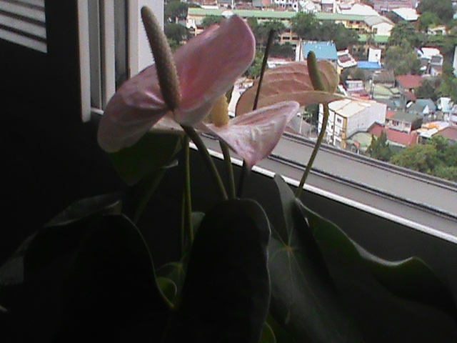 ✧ SONY HANDYCAM PJ6 – WITH PROJECTOR (OG BOX) ✧˖° ♡ - Image 7