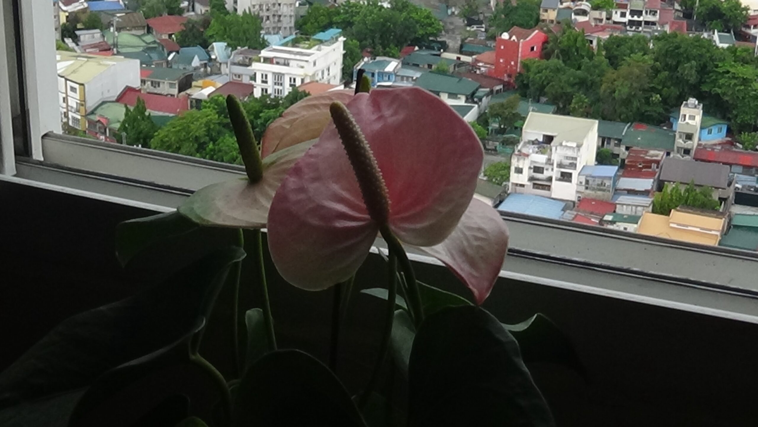 ✧ SONY HANDYCAM PJ240 – WITH PROJECTOR (OG BOX) ✧˖° ♡ - Image 6