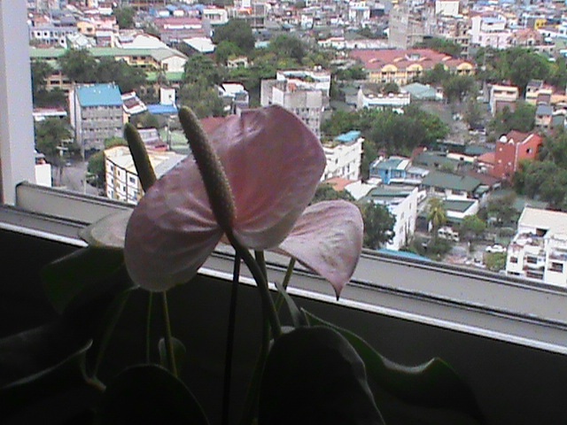 ✧ SONY HANDYCAM PJ6 – WITH PROJECTOR (OG BOX) ✧˖° ♡ - Image 6